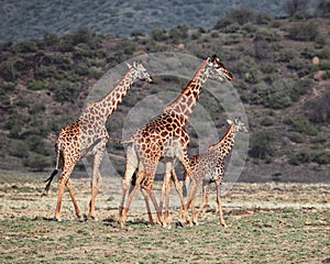 A herd of giraffes at Lake Magadi, Rift Valley, Kenya