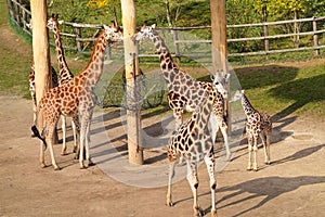 Herd of Giraffes