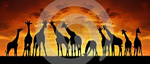 Herd of giraffes in the sunset