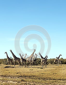 Herd of giraffes vertically photo