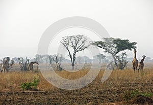 Herd giraffes walking through dry parched plains after bush fires Africa