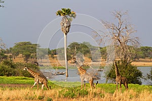 Herd of giraffes walking through the grass into the wild