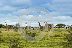 A herd of giraffes and wildebeest