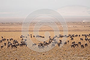 Herd of Gnu