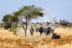 Herd of gnu under the tree in the grass. Kruger park, savannah, Wildlife photography South Africa