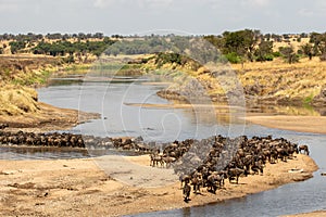 A herd of gnus crossing the Mara River in Tanzania