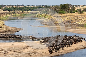 A herd of gnus crossing the Mara River in Tanzania