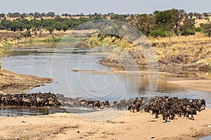 A herd of gnus crossing the Mara River in Tanzania