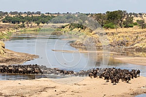 A herd of gnus crossing the Mara River in Tanzania