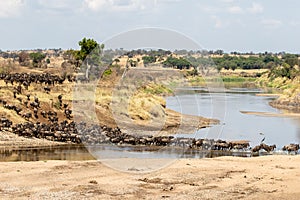 A herd of gnus crossing the Mara River in Tanzania