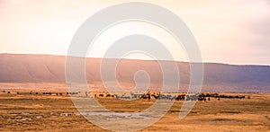 Herd of gnus and wildebeests in the Ngorongoro crater National Park, Wildlife safari in Tanzania, Africa