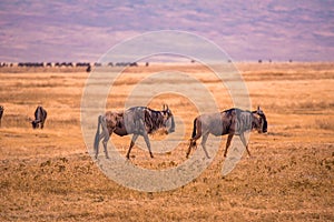 Herd of gnus and wildebeests in the Ngorongoro crater National Park, Wildlife safari in Tanzania, Africa