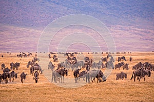 Herd of gnus and wildebeests in the Ngorongoro crater National Park, Wildlife safari in Tanzania, Africa