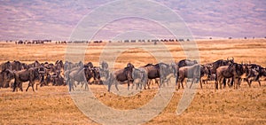 Herd of gnus and wildebeests in the Ngorongoro crater National Park, Wildlife safari in Tanzania, Africa