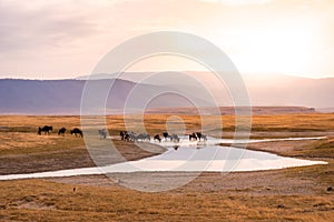 Herd of gnus and wildebeests in the Ngorongoro crater National Park, Wildlife safari in Tanzania, Africa