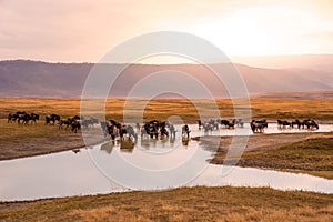 Herd of gnus and wildebeests in the Ngorongoro crater National Park, Wildlife safari in Tanzania, Africa