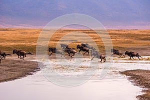 Herd of gnus and wildebeests in the Ngorongoro crater National Park, Wildlife safari in Tanzania, Africa