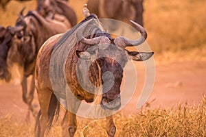 Herd of gnus and wildebeests in the Ngorongoro crater National Park, Wildlife safari in Tanzania, Africa