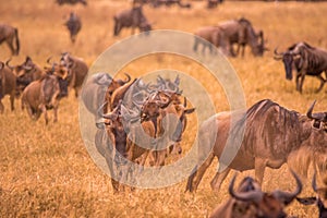 Herd of gnus and wildebeests in the Ngorongoro crater National Park, Wildlife safari in Tanzania, Africa