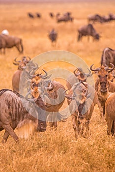 Herd of gnus and wildebeests in the Ngorongoro crater National Park, Wildlife safari in Tanzania, Africa