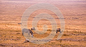 Herd of gnus and wildebeests in the Ngorongoro crater National Park, Wildlife safari in Tanzania, Africa