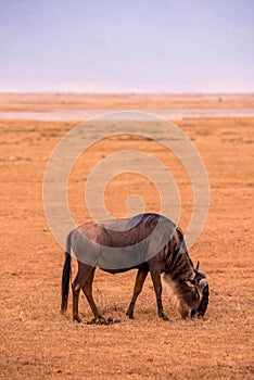 Herd of gnus and wildebeests in the Ngorongoro crater National Park, Wildlife safari in Tanzania, Africa