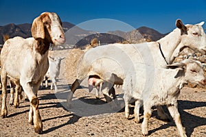 A herd of goat