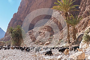 Herd of goatr in todra gorge in morocco