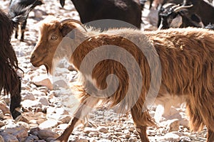 Herd of goatr in todra gorge in morocco