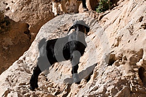 Herd of goatr in todra gorge in morocco