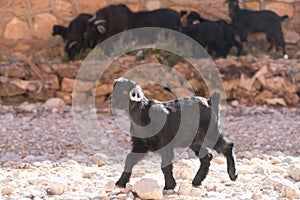 Herd of goatr in todra gorge in morocco