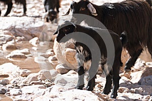 Herd of goatr in todra gorge in morocco