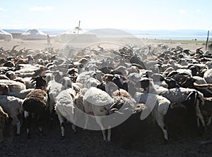 Herd of goats