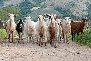 Herd of goats