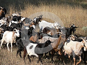 The herd of goats photo