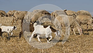 Herd of goats