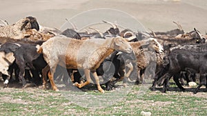 A herd of goats is being driven across the field. Rural animal husbandry. Goat milk and fluff