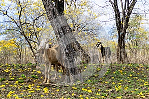 A herd of goats (chivas) in the forest of flowering Guayacanes trees photo