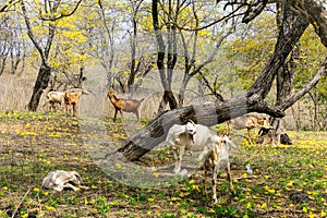 A herd of goats (chivas) in the forest of flowering Guayacanes trees photo
