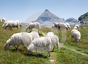 Herd of goats in the Contienda with the Anie mountain in the background, between Navarre and France