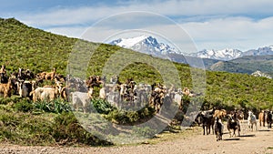 Herd of goats in Corsica with snow capped mountains