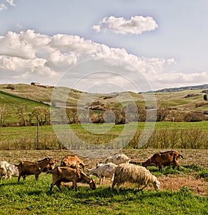 Herd of goats in the countryside