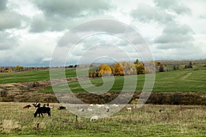 Herd of goats and cows graze in the autumn field