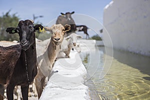 Rebano de cabras bebiendo Agua en regando el agujero próximo sobre el castillo de en andalucía 