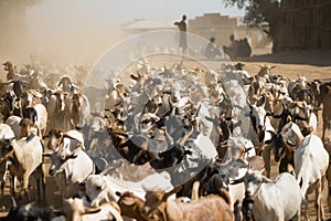 Herd of goats in the dust