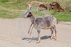 Herd of goats in El Cobre village, Cu