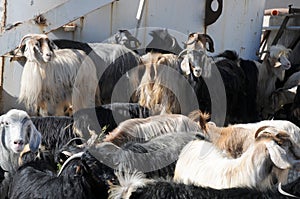 A herd of goats on a farm in east Anatolia, Turkey