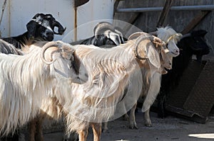 A herd of goats on a farm in east Anatolia, Turkey