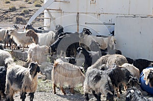 A herd of goats on a farm in east Anatolia, Turkey photo