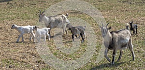 Herd of goats on the farm in the spring time.